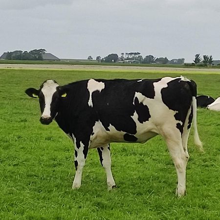 In Het Mooie Friesland Vele Bezienswaardigheden Hantum Eksteriør billede