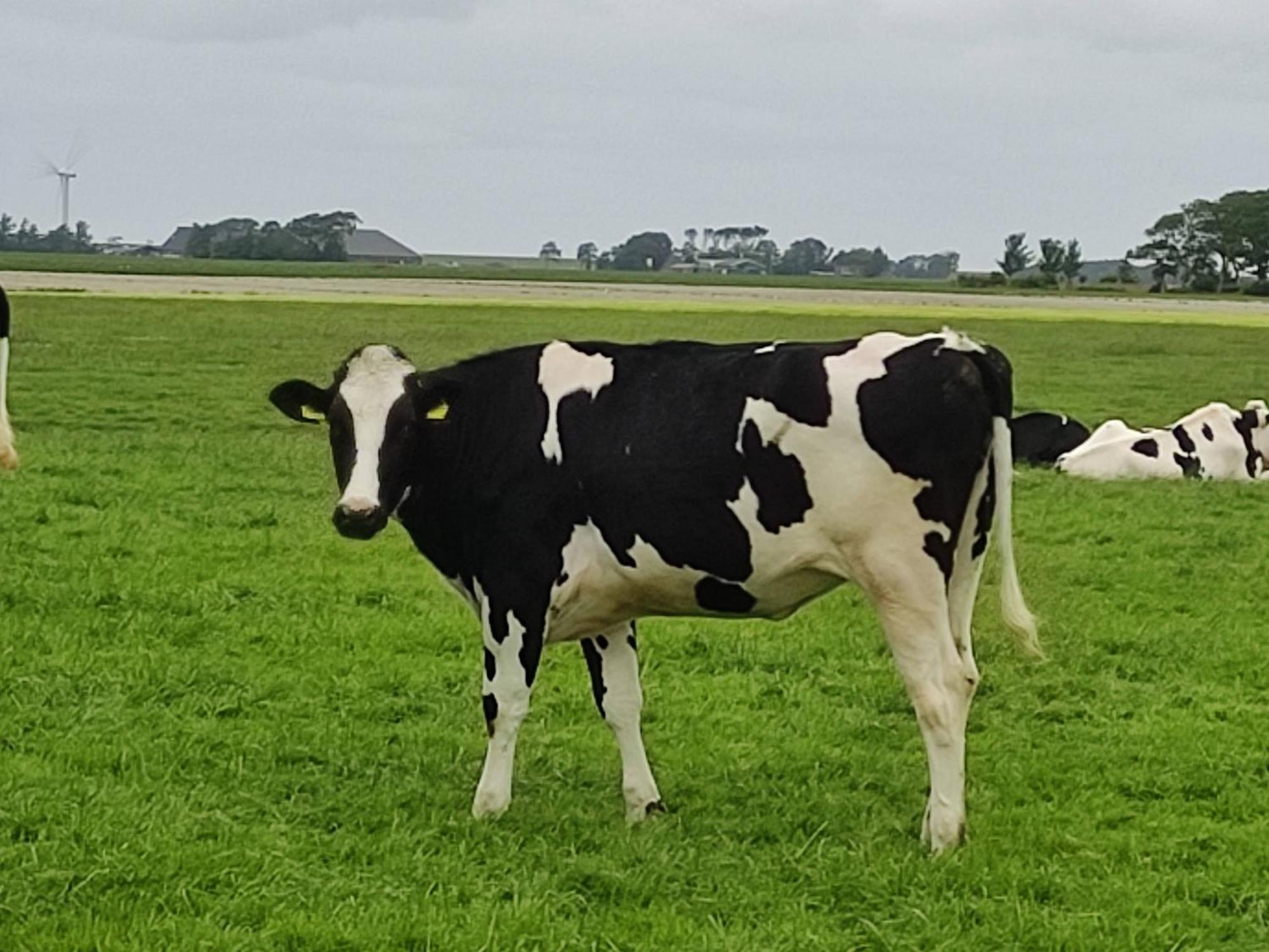 In Het Mooie Friesland Vele Bezienswaardigheden Hantum Eksteriør billede