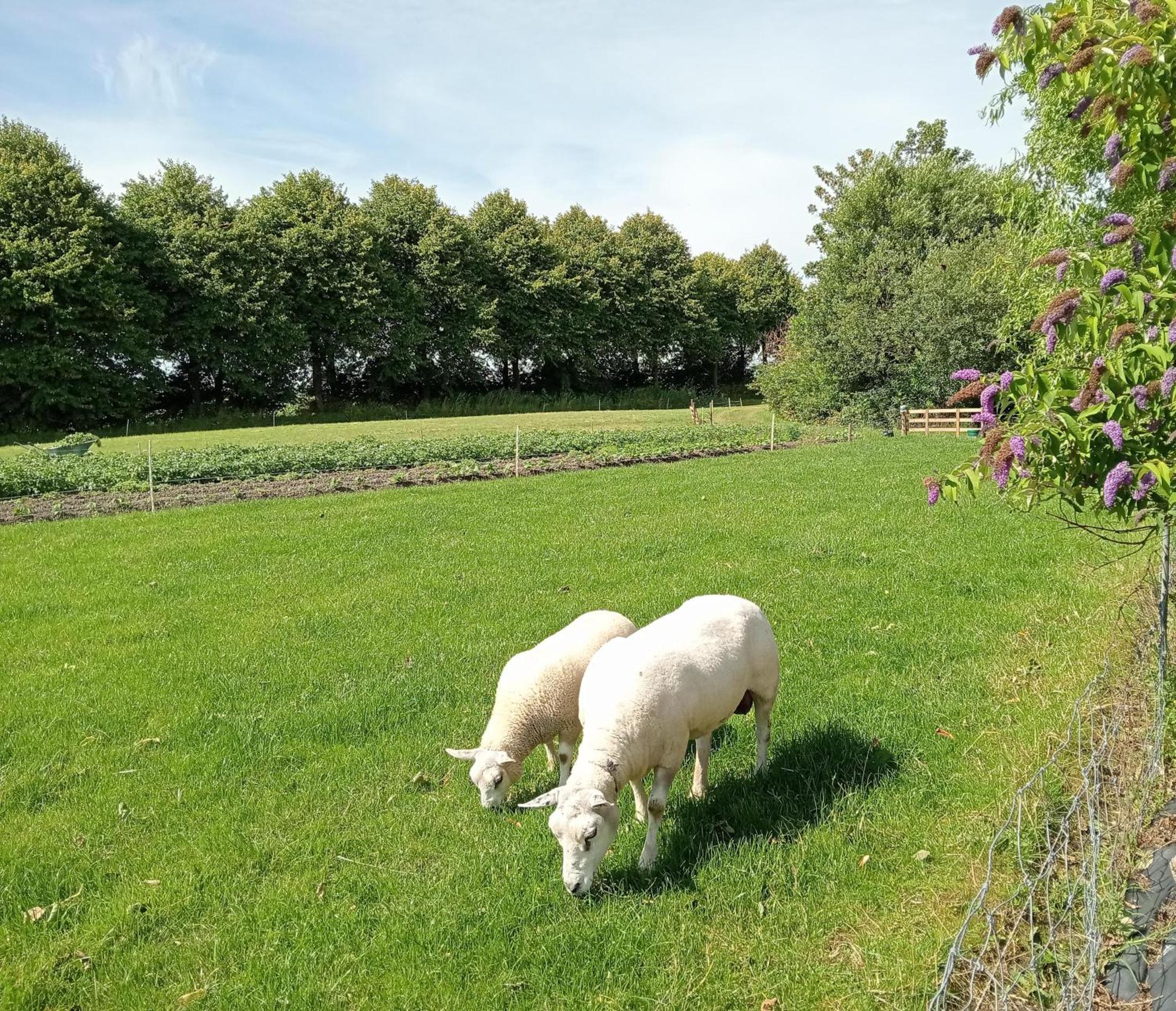 In Het Mooie Friesland Vele Bezienswaardigheden Hantum Eksteriør billede